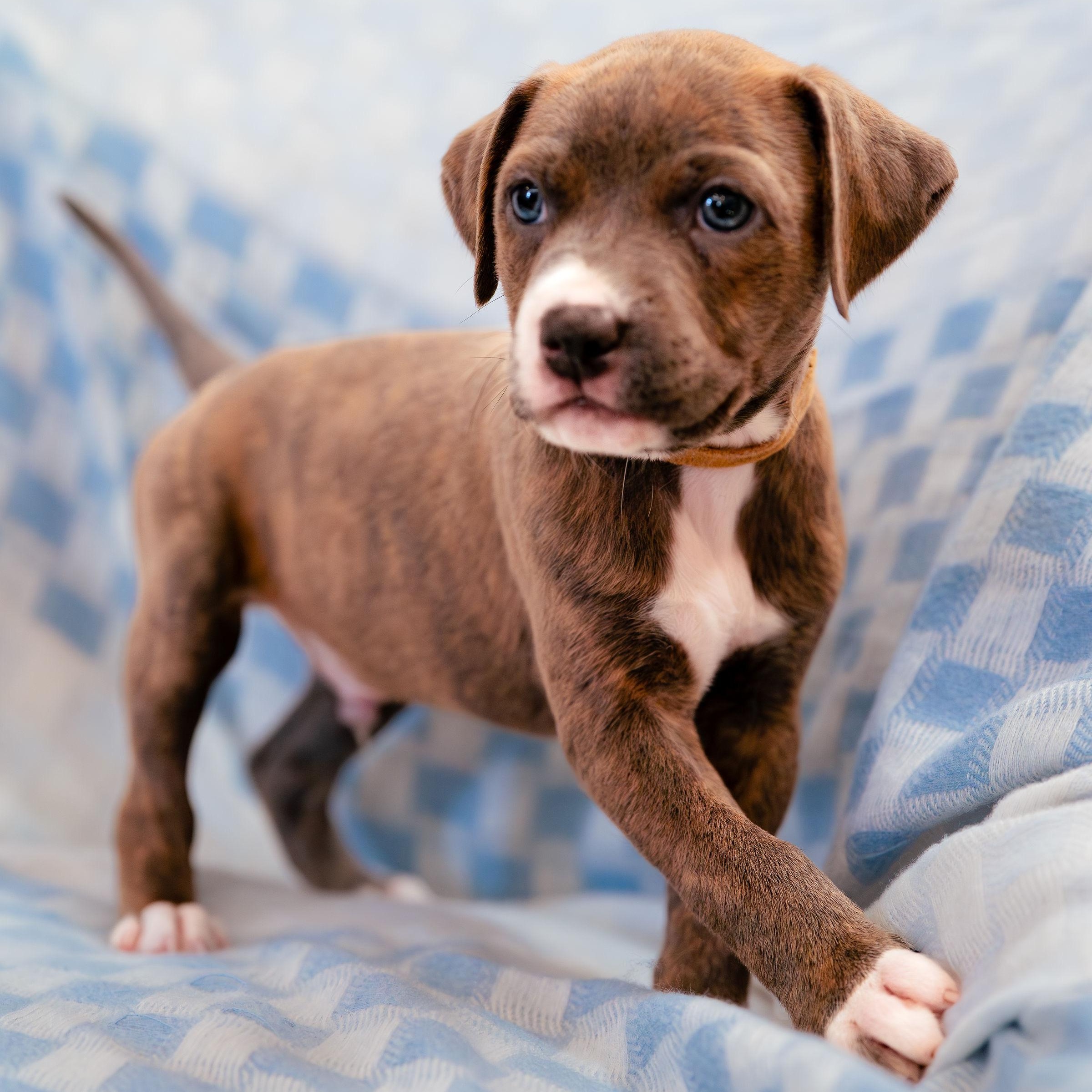 Enlarge Aspire, an adopted mixed breed in Rock Hill, SC image 5/5