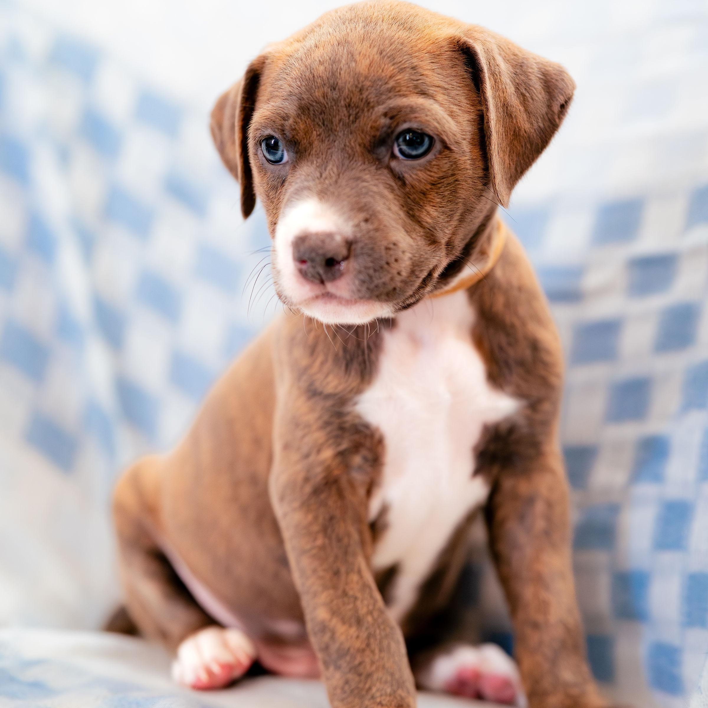 Aspire, Adoptable, Puppy Male German Shorthaired Pointer.