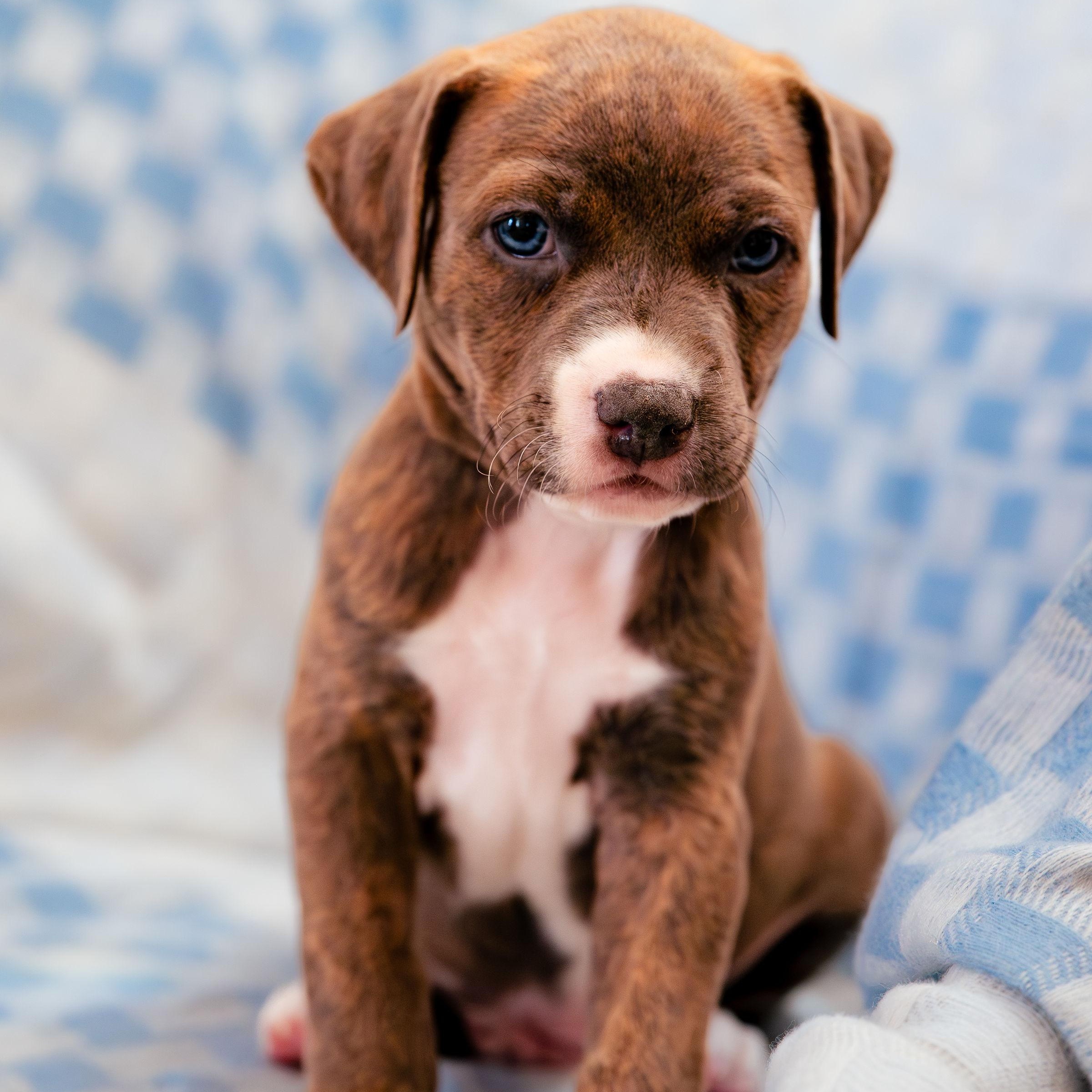 Enlarge Aspire, an adopted mixed breed in Rock Hill, SC image 2/5