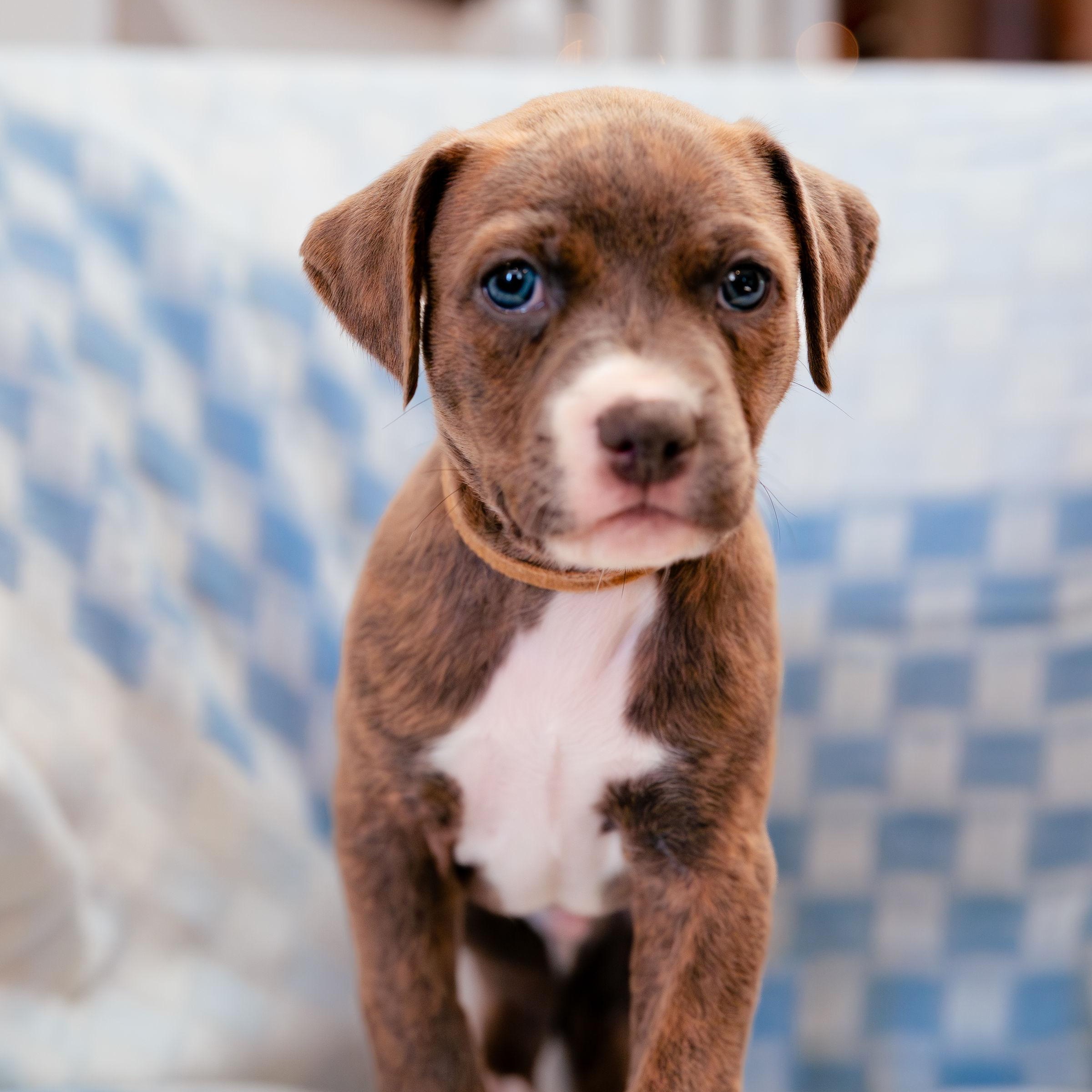 Enlarge Aspire, an adopted mixed breed in Rock Hill, SC image 3/5