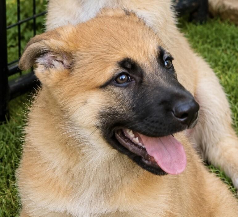 Tova, a Adoptable mixed breed in Seattle, WA image 1/2