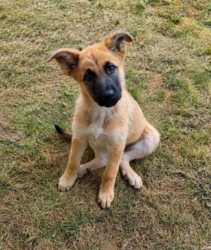Tova, a Adoptable mixed breed in Seattle, WA image 2/2