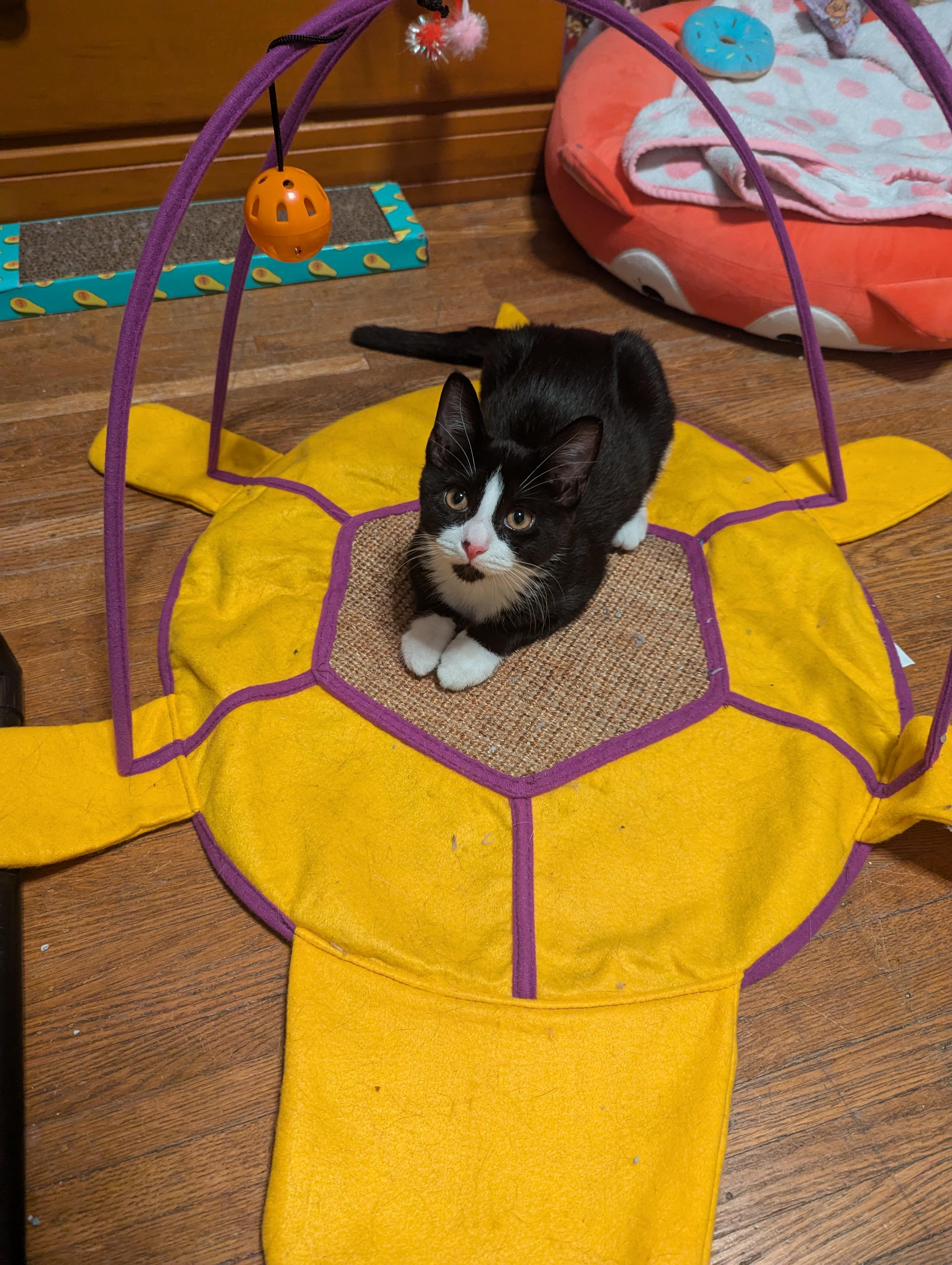 Tuna & Minnow, a Adoptable Domestic Short Hair image 3/5