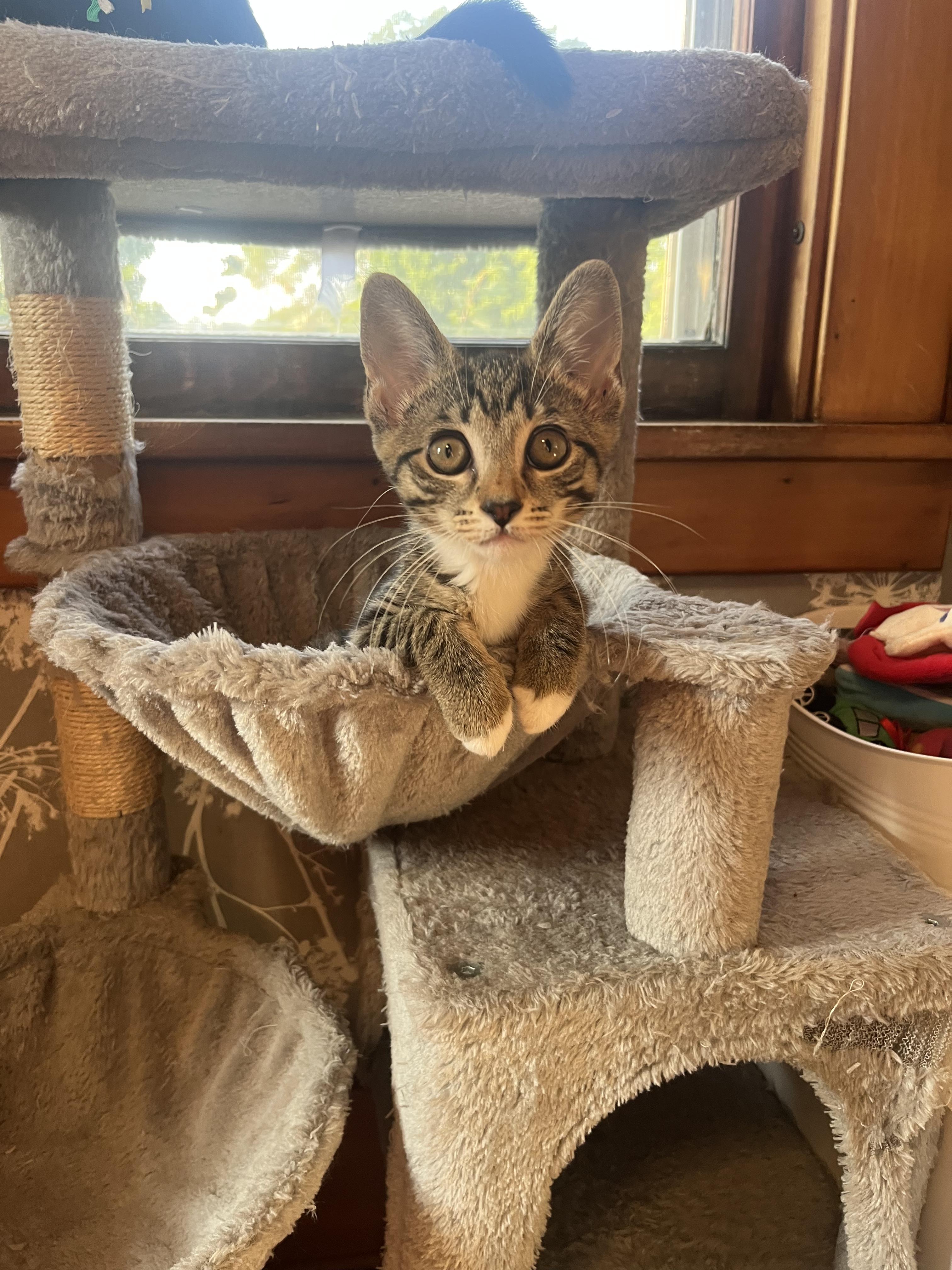 Tuna & Minnow, a Adoptable Domestic Short Hair image 4/5