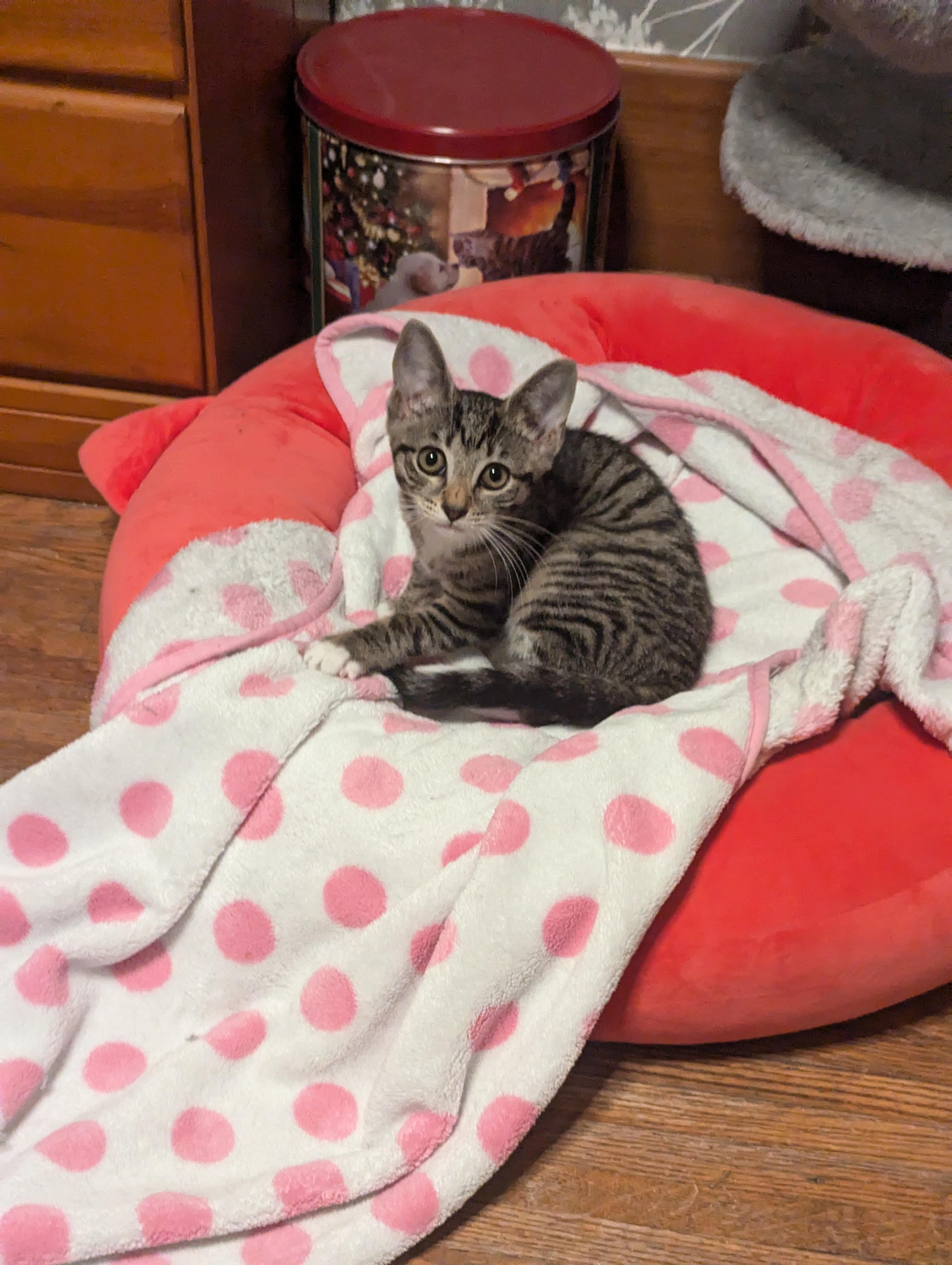 Tuna & Minnow, a Adoptable Domestic Short Hair image 5/5