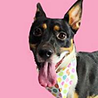 Nyra - WAITING FOR HER FOREVER HOME, adoptable, Puppy Female Rat Terrier.