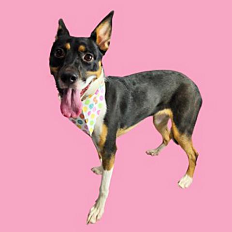 Enlarge Nyra - WAITING FOR HER FOREVER HOME, an adoptable Rat Terrier in Thousand Oaks, CA image 2/2