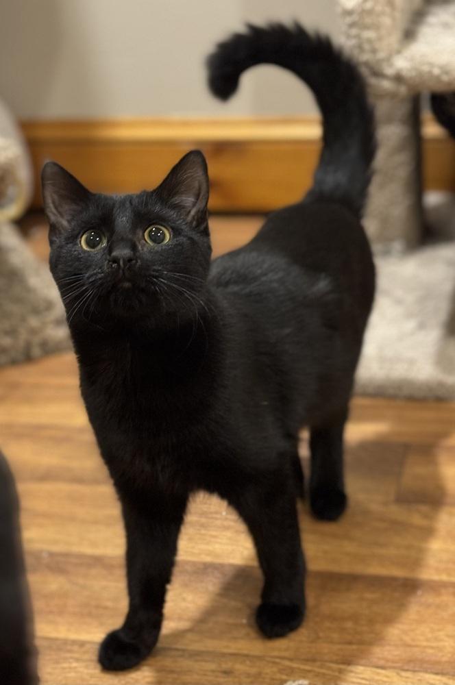 Shy Violet Rainbow Brite Sailor, Adoptable, Kitten Female Domestic Short Hair.