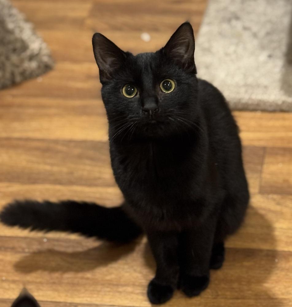 Enlarge Shy Violet Rainbow Brite Sailor, a Adoptable Domestic Short Hair in Mount Laurel, NJ image 2/5