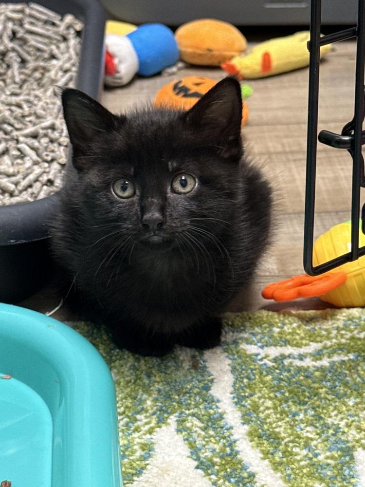 Enlarge Shy Violet Rainbow Brite Sailor, a Adoptable Domestic Short Hair in Mount Laurel, NJ image 3/5