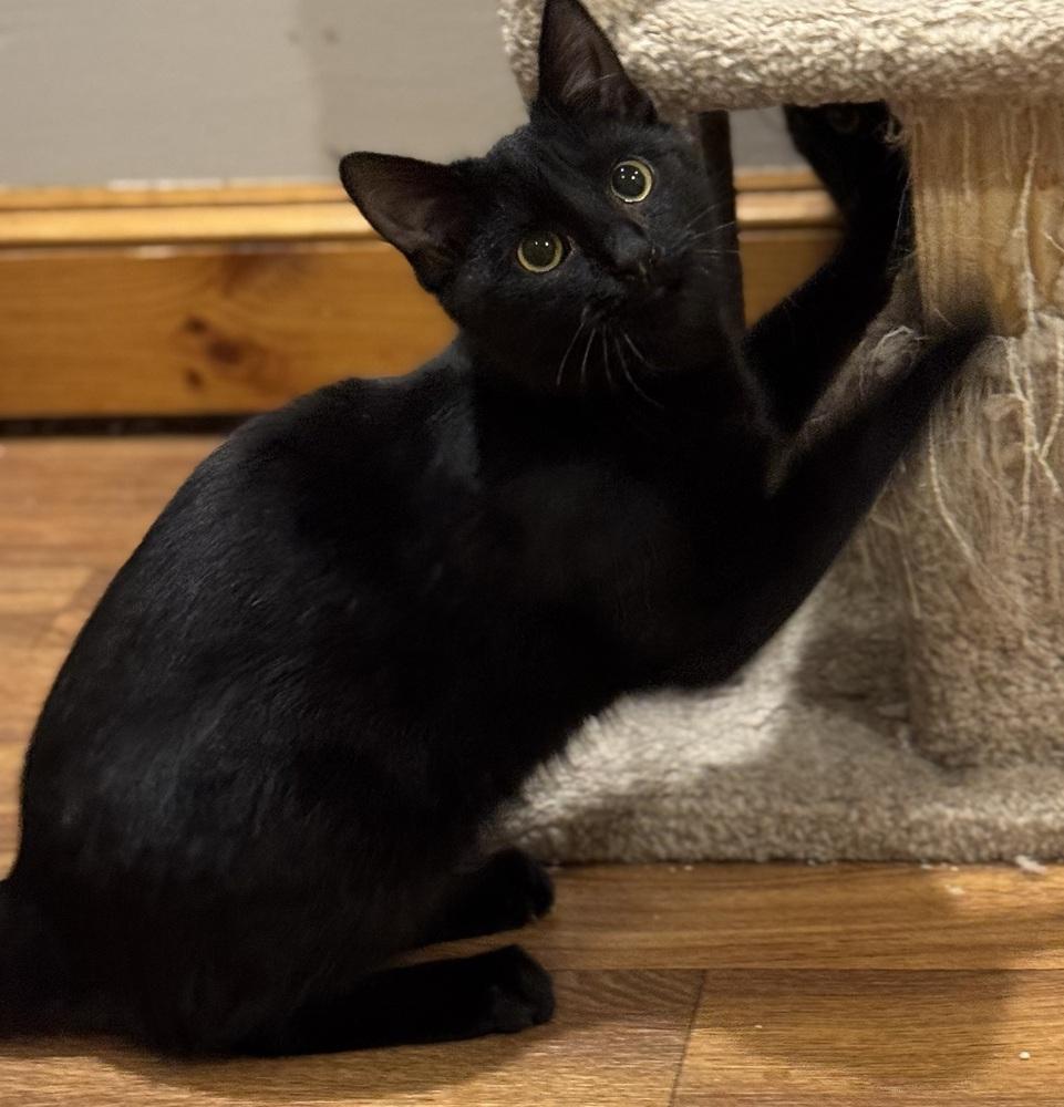 Enlarge Shy Violet Rainbow Brite Sailor, a Adoptable Domestic Short Hair in Mount Laurel, NJ image 5/5