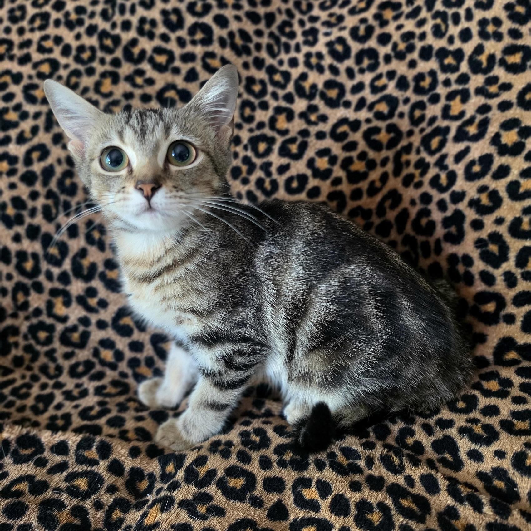 Enlarge Tootsie Roll, a Adopted Domestic Short Hair in Bentonville, AR image 1/1