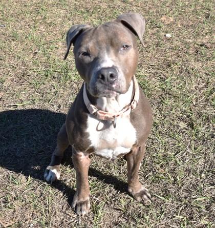 Enlarge Trinity, a ADOPTABLE mixed breed in Inverness, FL image 1/2