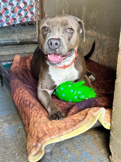 Enlarge Trinity, a ADOPTABLE mixed breed in Inverness, FL image 2/2