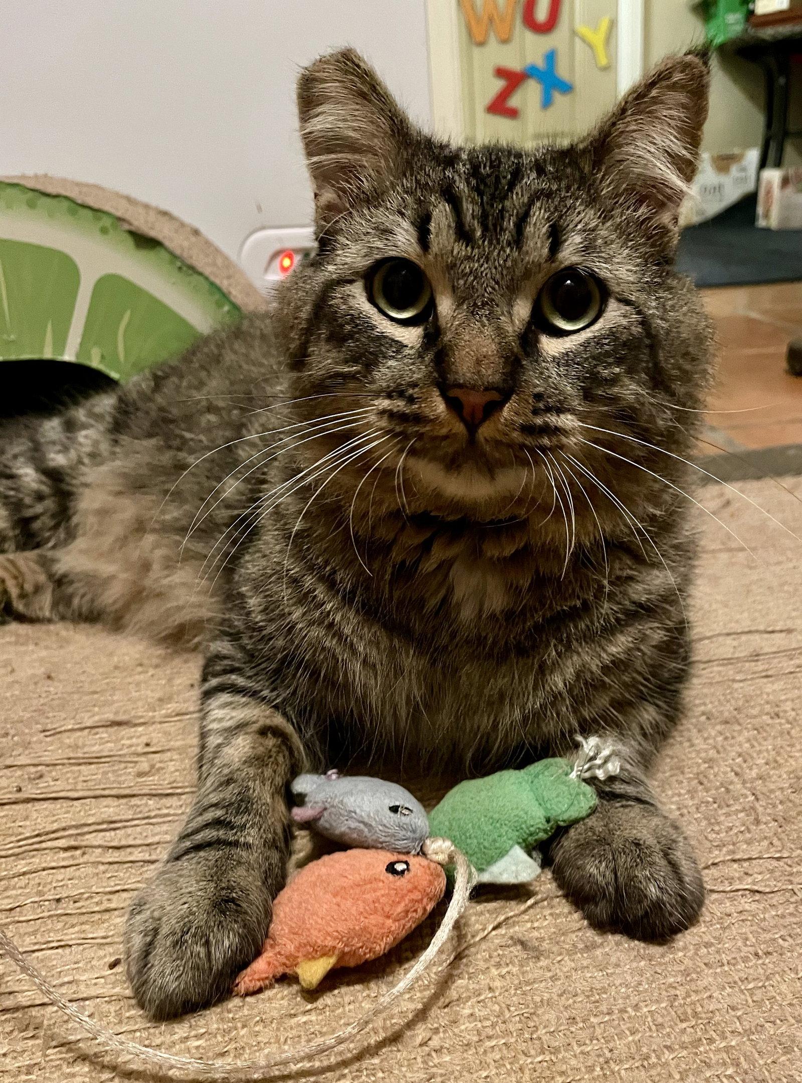 Mortise (Mortimer), Adoptable, Adult Male Domestic Medium Hair & Tabby.