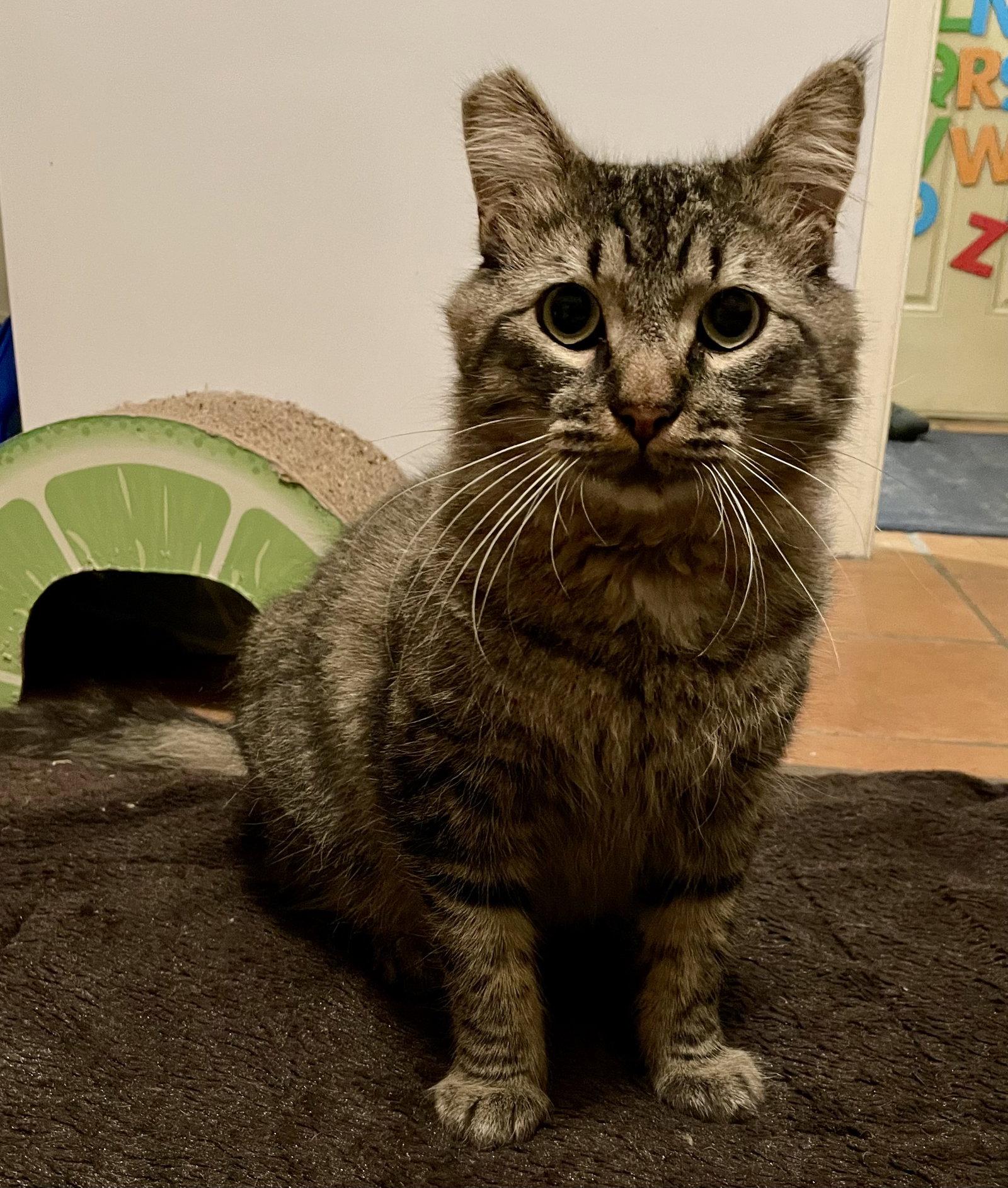 Mortise (Mortimer), a Adoptable mixed breed in Long Beach, CA image 2/3