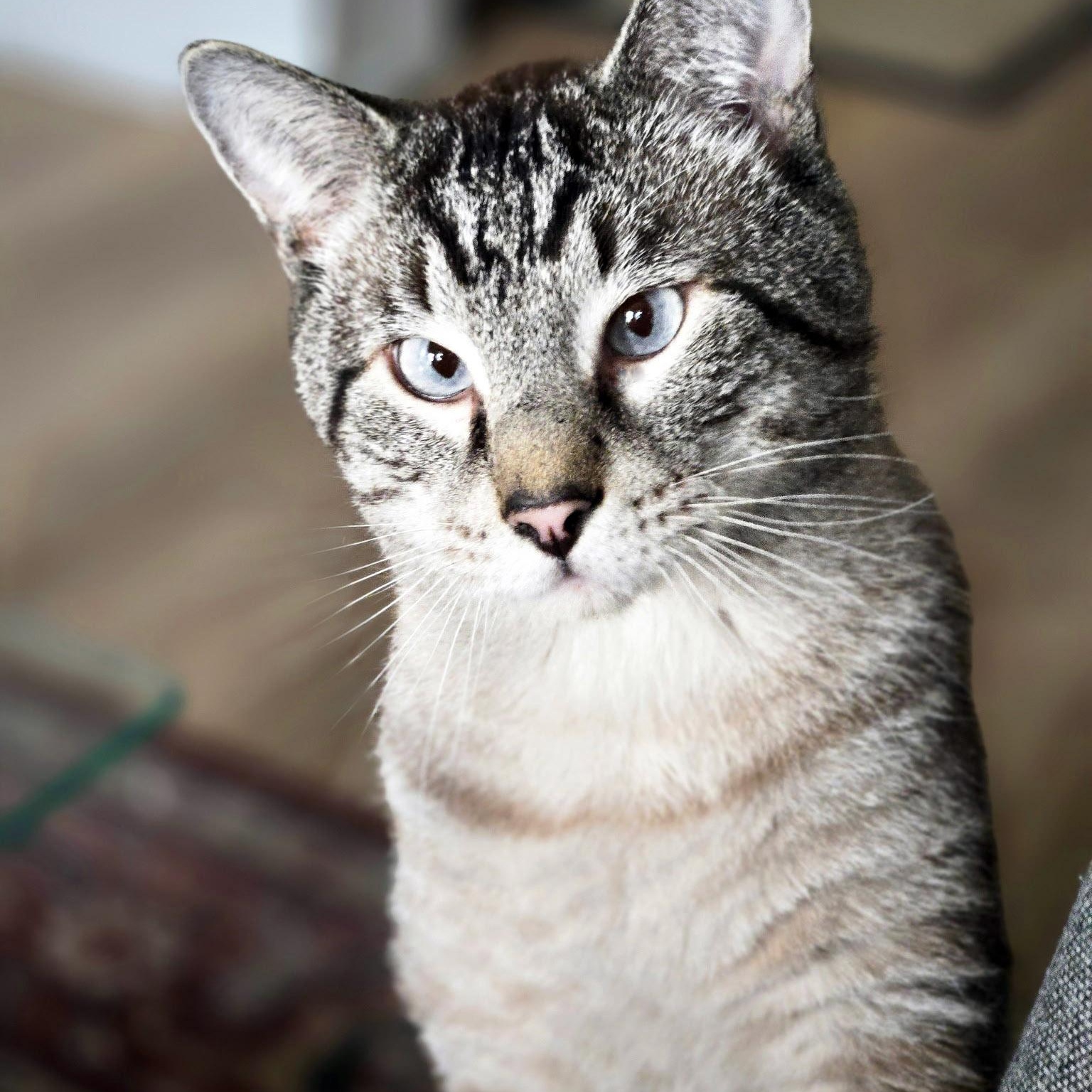 Harold, ADOPTABLE, Adult Male Siamese & Domestic Short Hair.