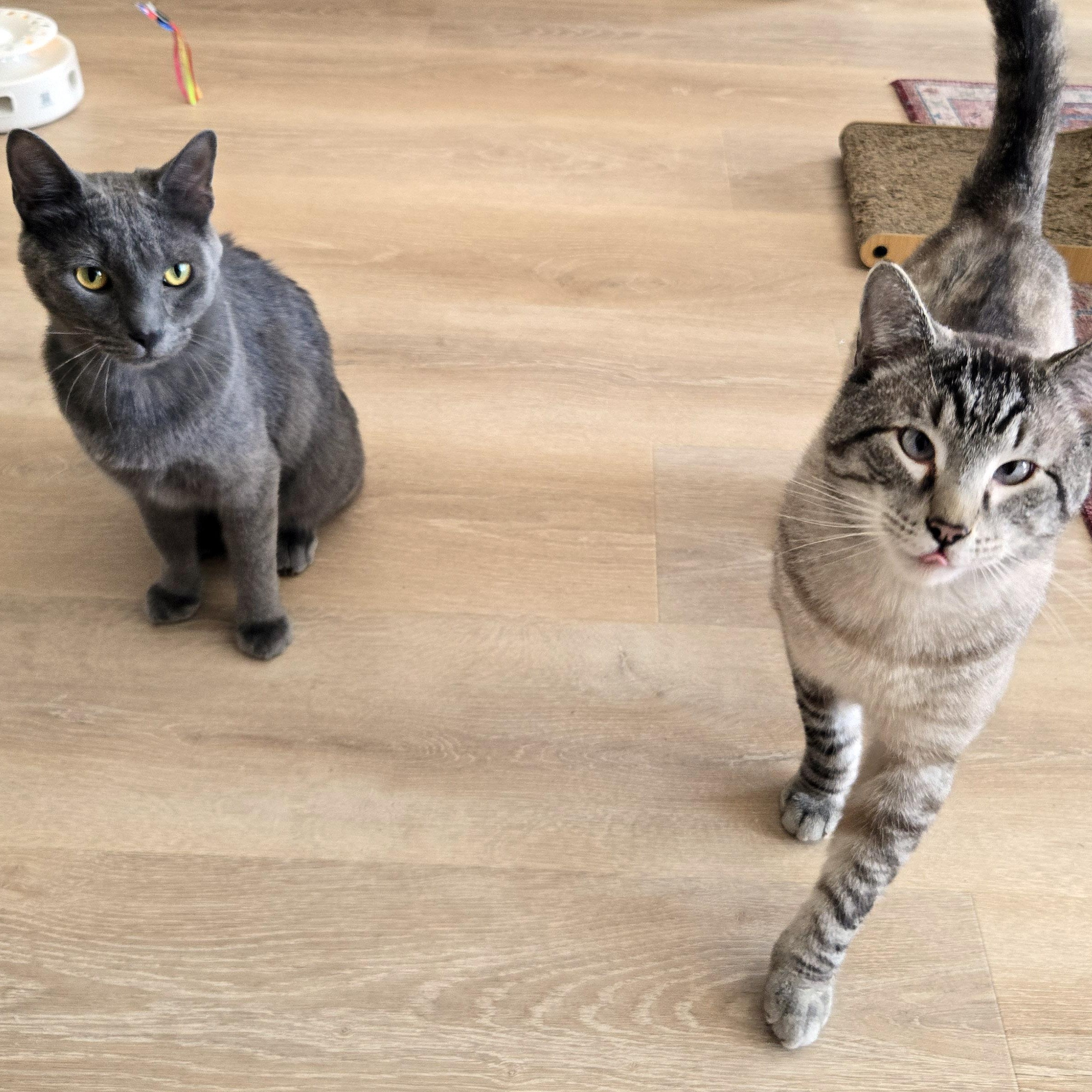 Enlarge Harold, a ADOPTABLE mixed breed in Chicago, IL image 5/6