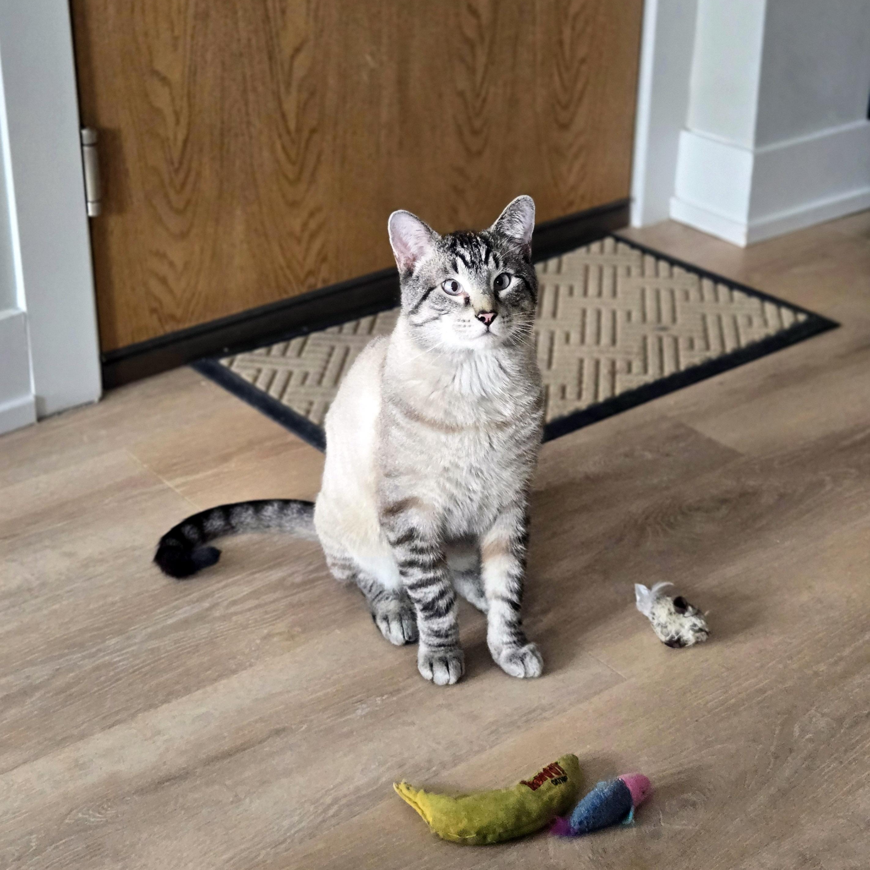 Enlarge Harold, a ADOPTABLE mixed breed in Chicago, IL image 6/6