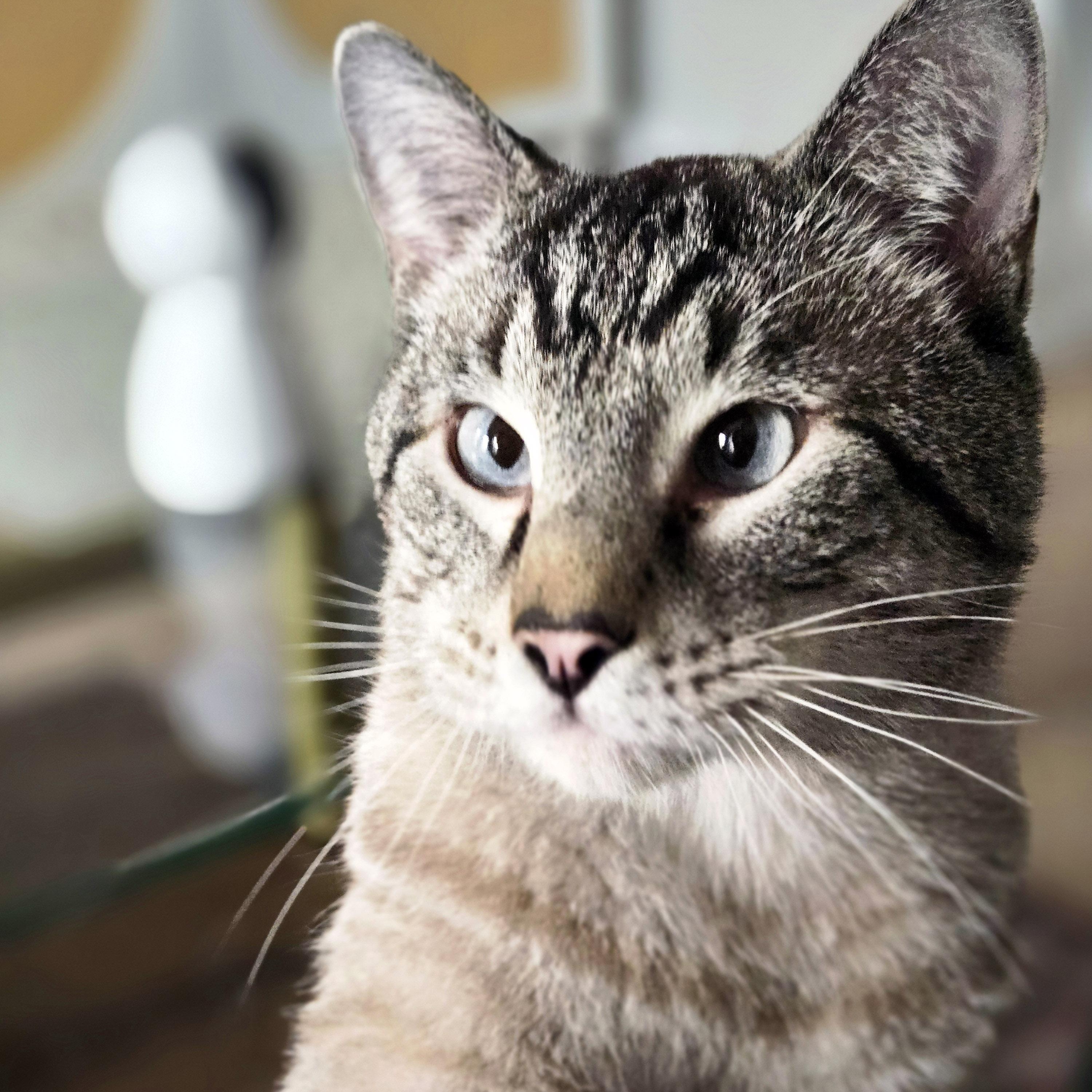 Enlarge Harold, a ADOPTABLE mixed breed in Chicago, IL image 4/6