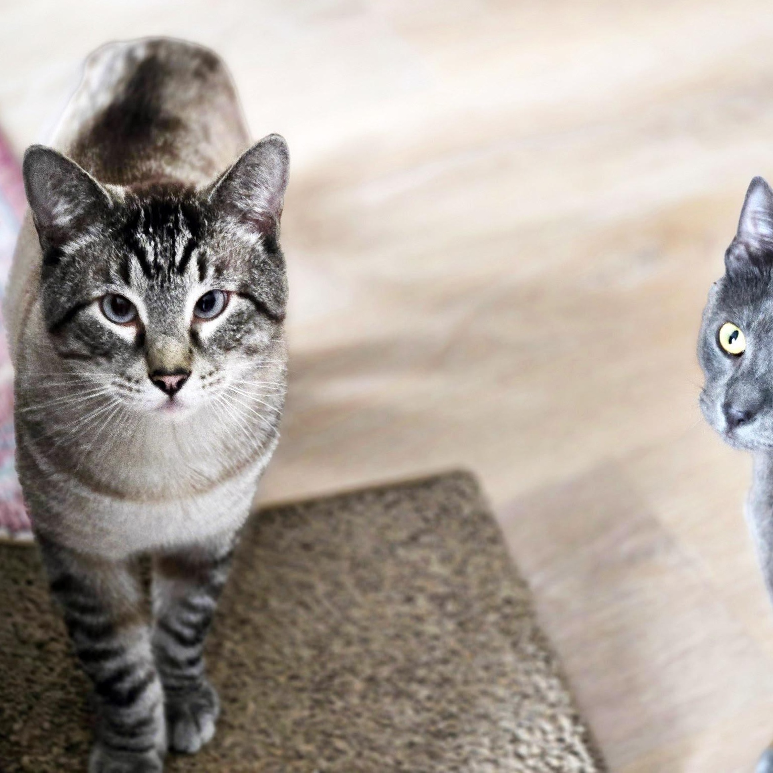 Enlarge Harold, a ADOPTABLE mixed breed in Chicago, IL image 3/6