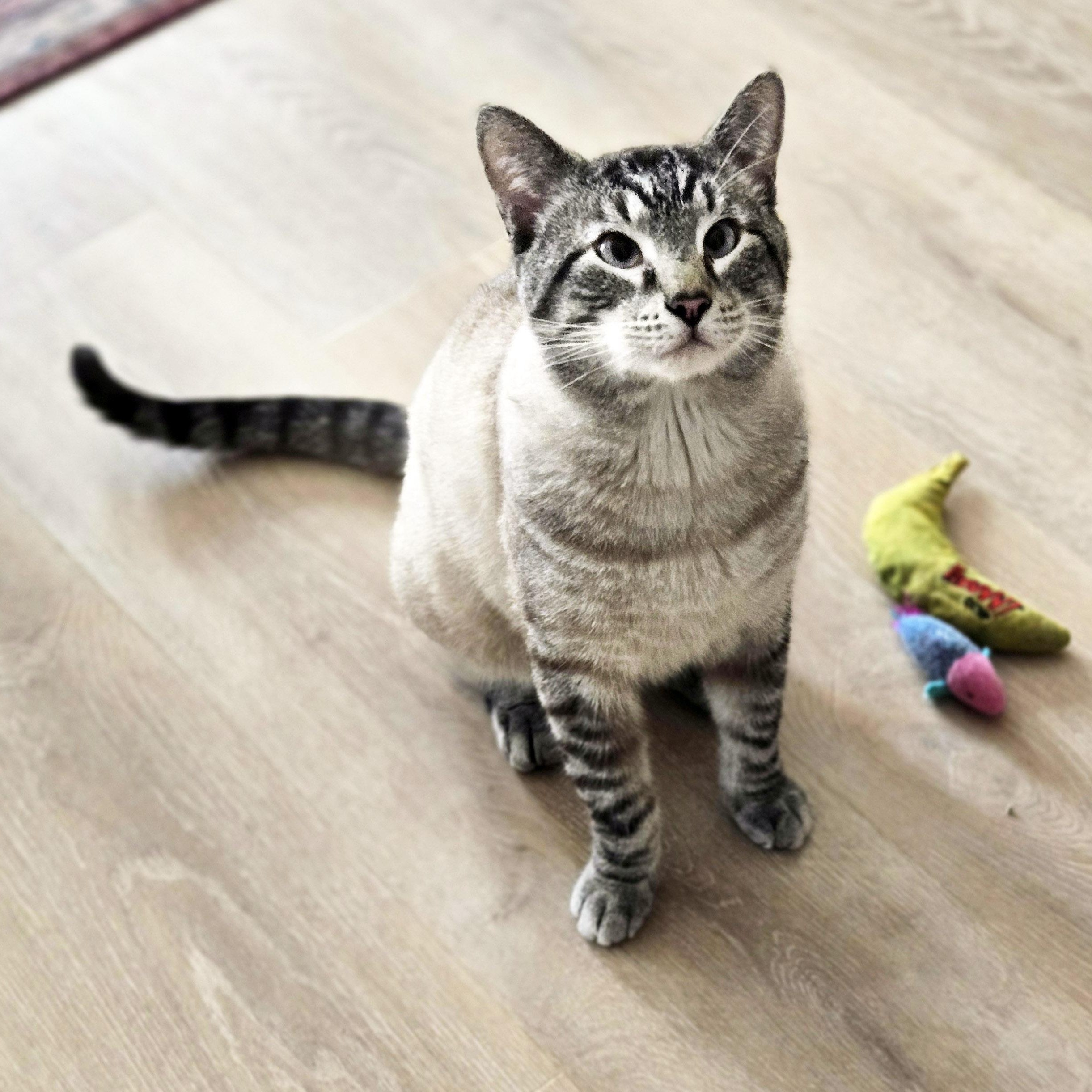 Enlarge Harold, a ADOPTABLE mixed breed in Chicago, IL image 2/6