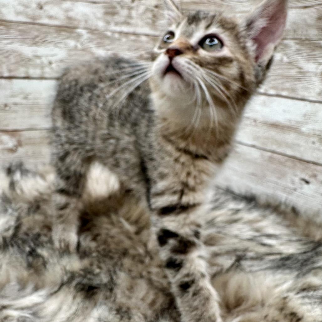 May, ADOPTABLE, Kitten • Female, Domestic Short Hair & American Bobtail.