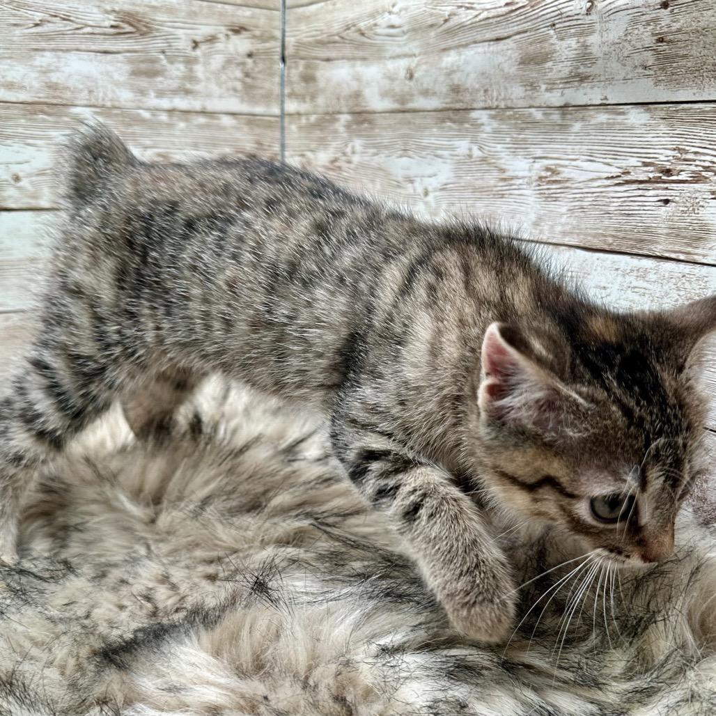 Enlarge May, a Adoptable mixed breed in Lexington, KY image 2/3