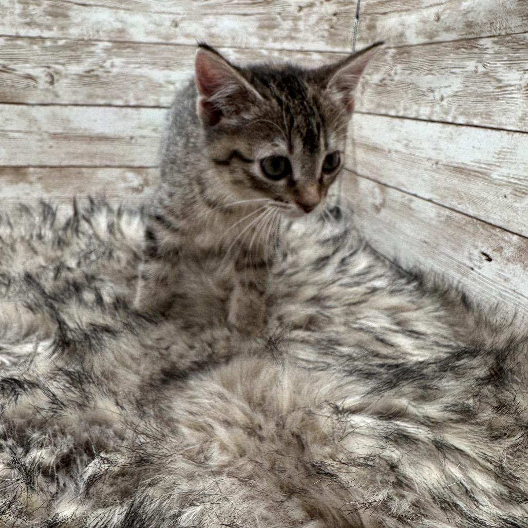 Enlarge May, a Adoptable mixed breed in Lexington, KY image 3/3