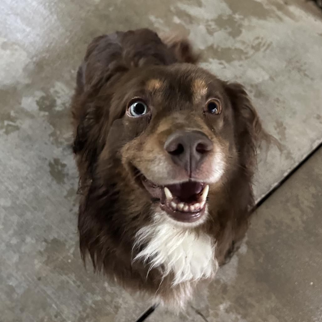 Micah, Adoptable, Adult Male Australian Shepherd & Mixed Breed.