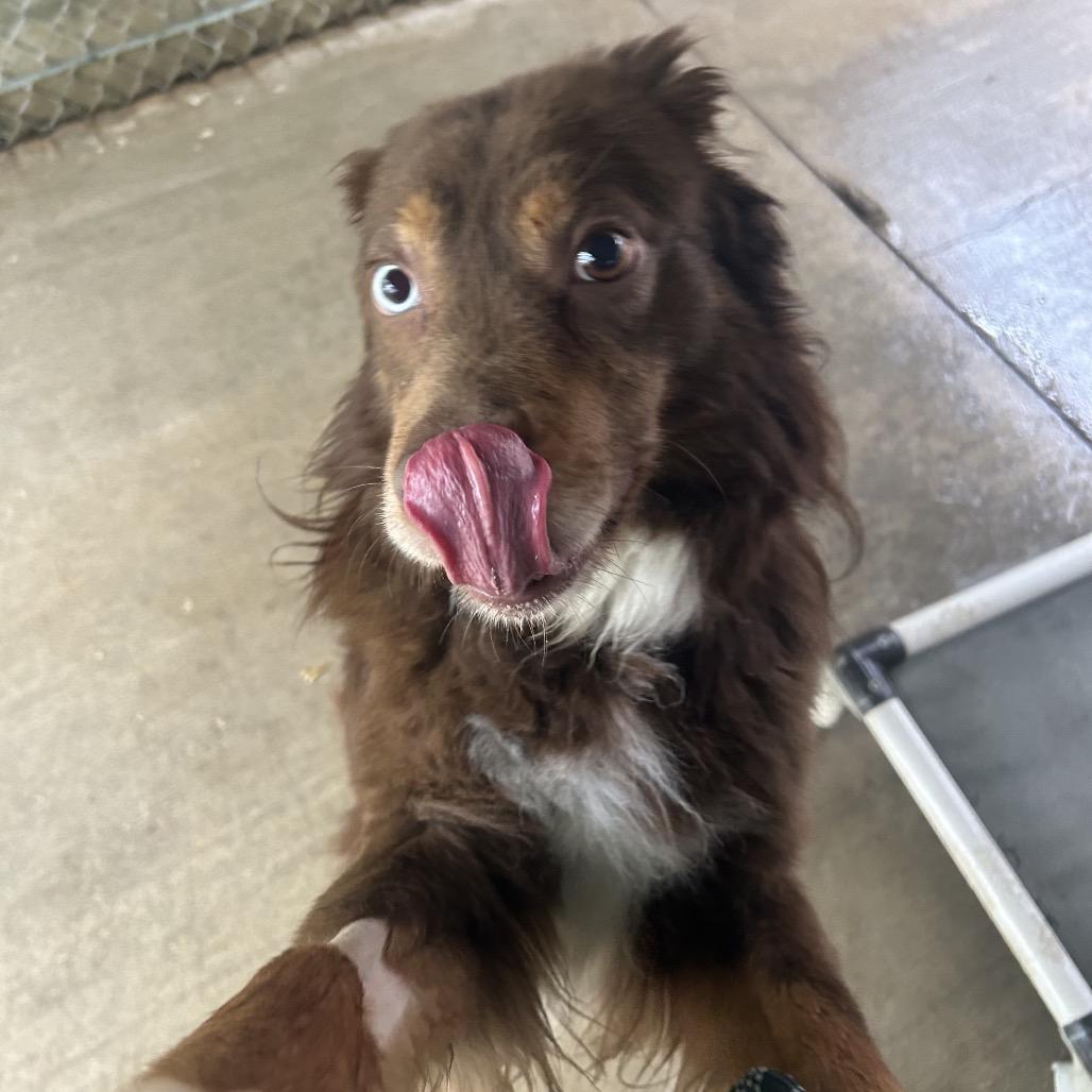 Micah, a Adoptable mixed breed in Greenville, PA image 2/6