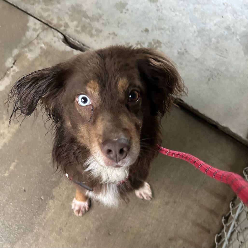 Micah, a Adoptable mixed breed in Greenville, PA image 5/6