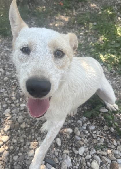 Haystack, ADOPTABLE, Young Female Mixed Breed.