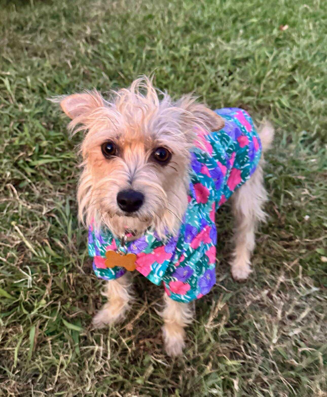 Enlarge Lacey, a Adopted mixed breed in Winston Salem, NC image 4/5