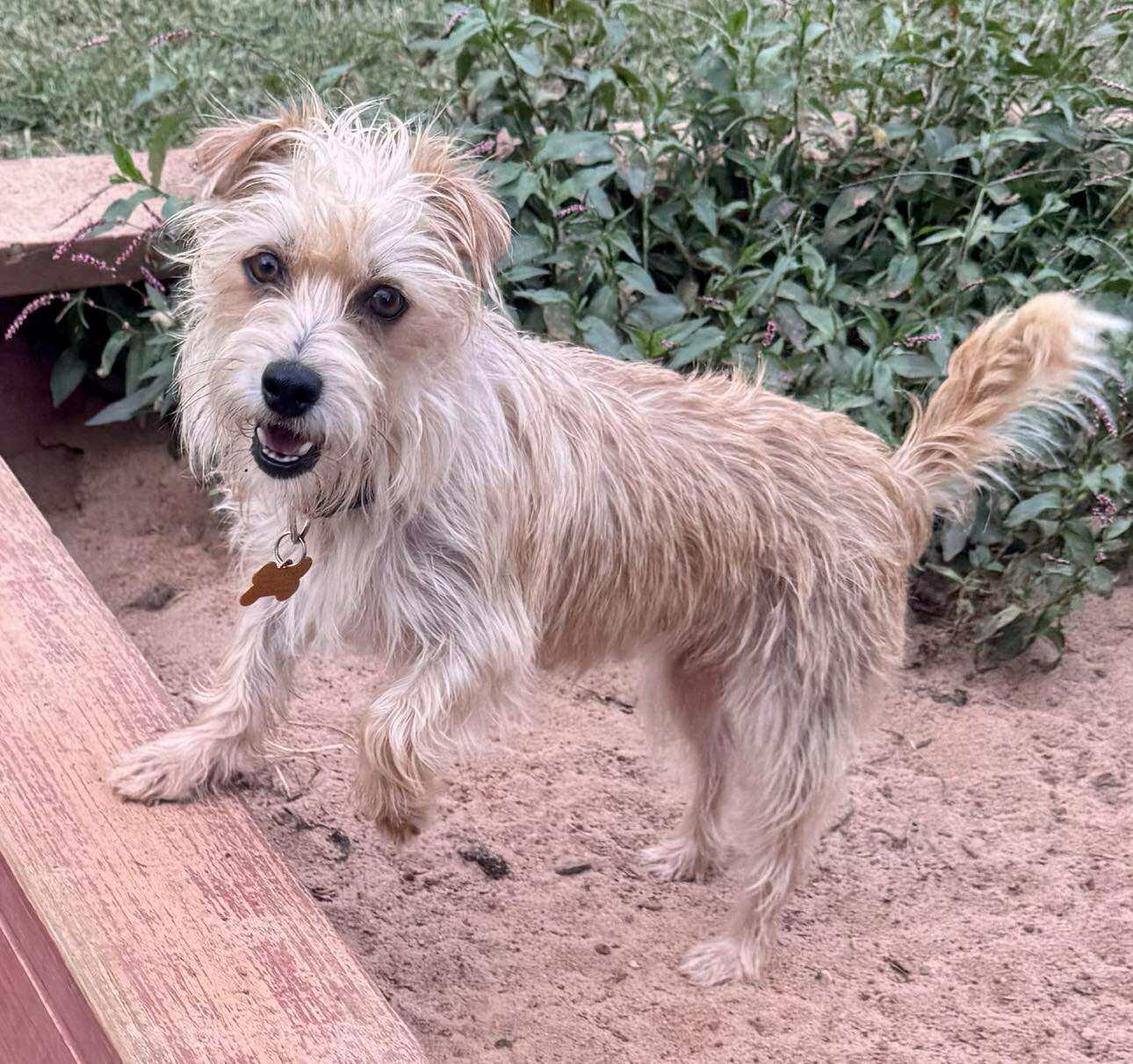 Enlarge Lacey, a Adopted mixed breed in Winston Salem, NC image 3/5