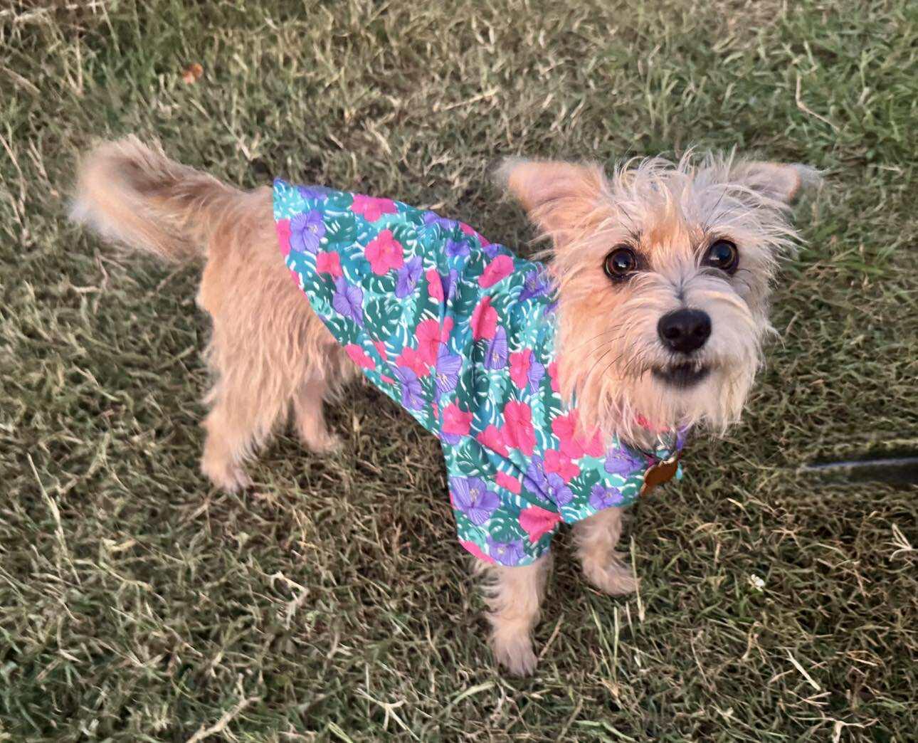 Enlarge Lacey, a Adopted mixed breed in Winston Salem, NC image 1/5