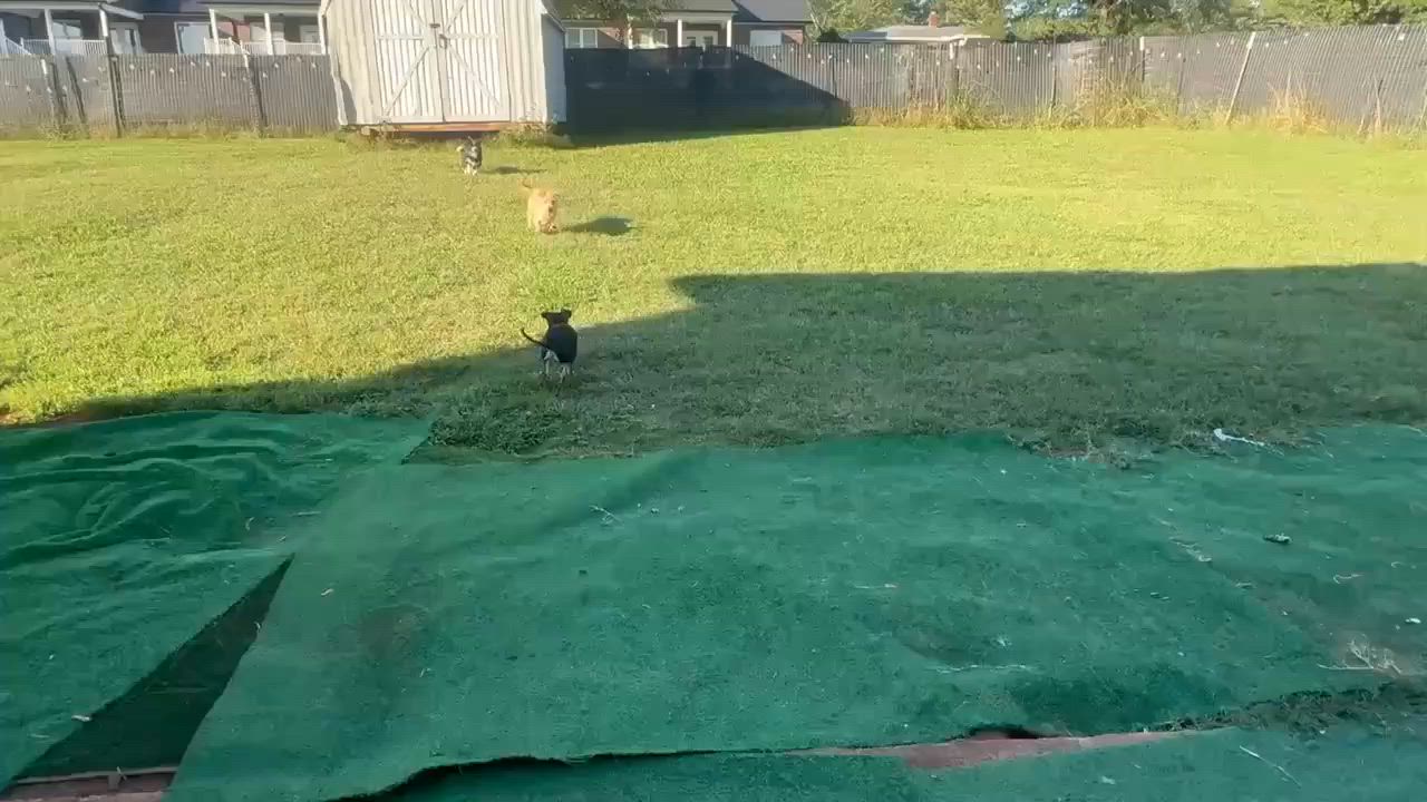 Enlarge Lacey, a Adopted mixed breed in Winston Salem, NC video 5/5