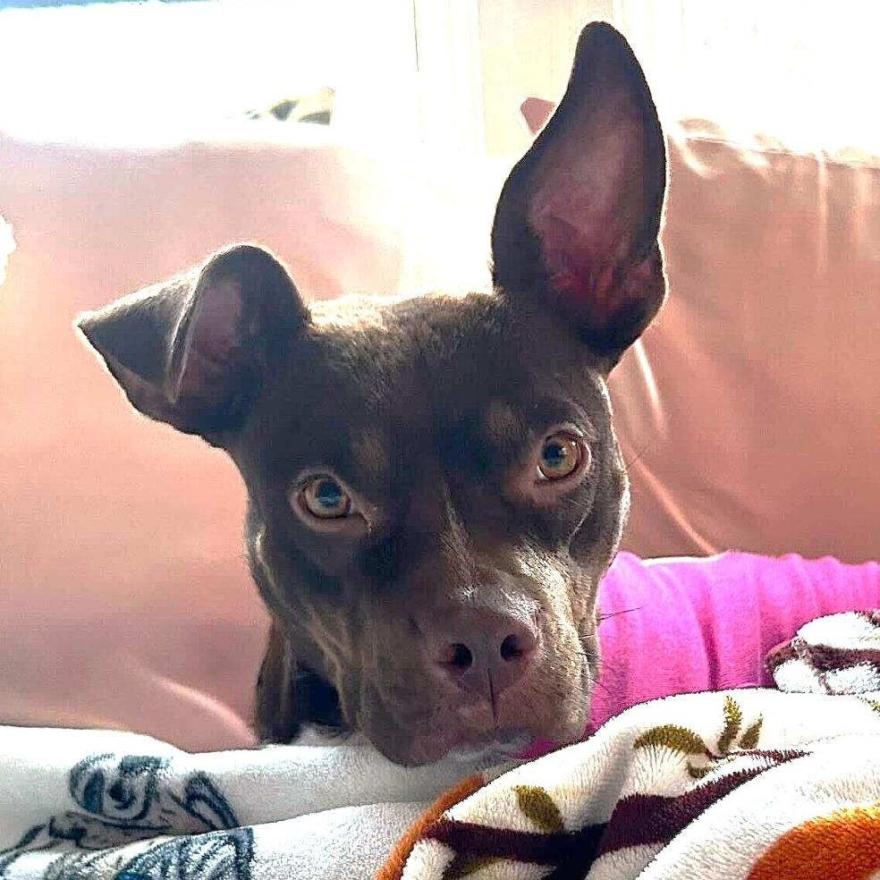 Cher, Adoptable, Adult Female Pit Bull Terrier & Chihuahua.