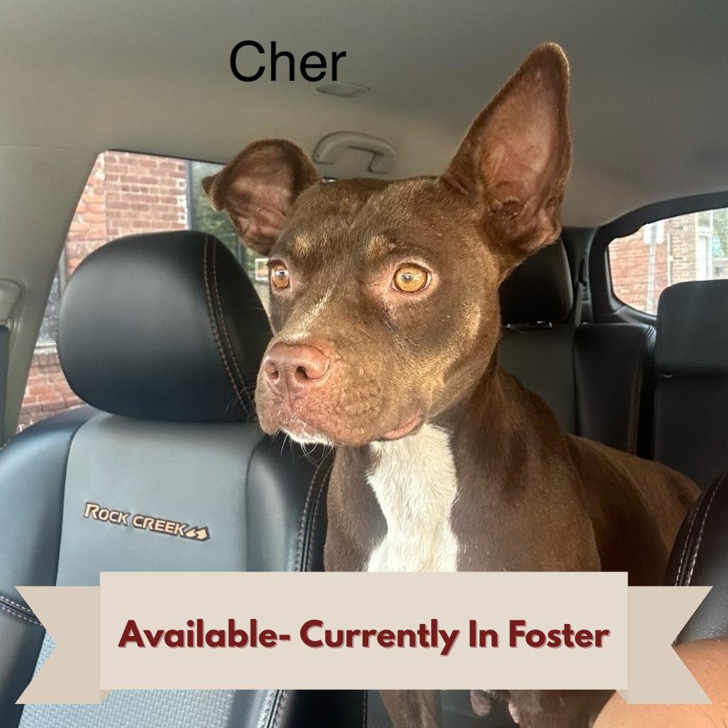 Cher, Adoptable, Adult Female Pit Bull Terrier & Chihuahua.