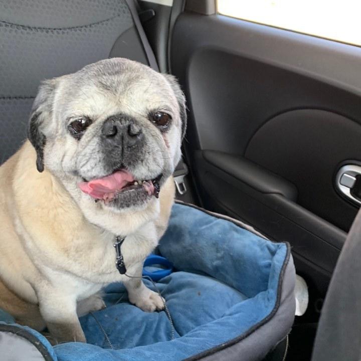 Hank, Adopted, Senior Male Pug.