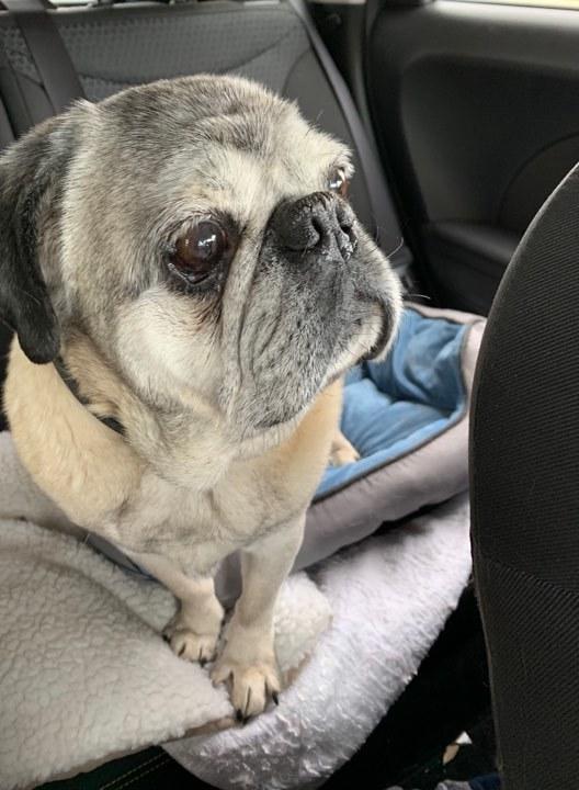 Enlarge Hank, a Adopted Pug in Eagle, ID image 2/6