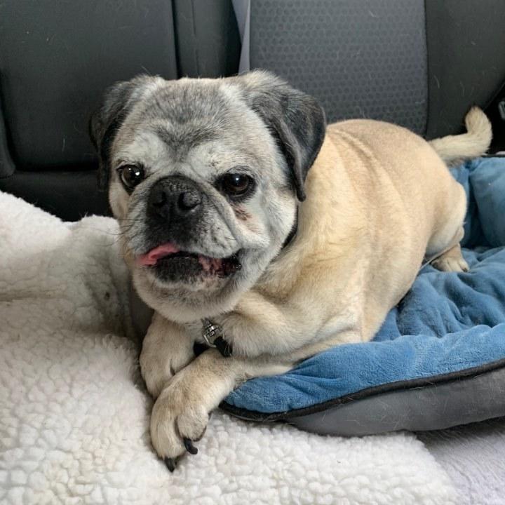 Enlarge Hank, a Adopted Pug in Eagle, ID image 3/6