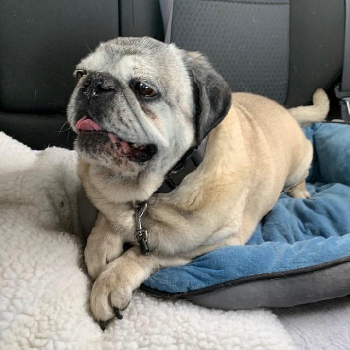 Enlarge Hank, a Adopted Pug in Eagle, ID image 4/6