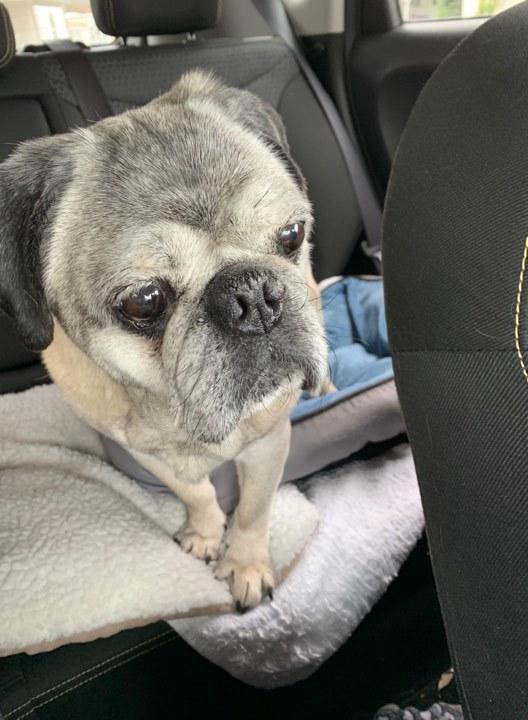 Enlarge Hank, a Adopted Pug in Eagle, ID image 5/6