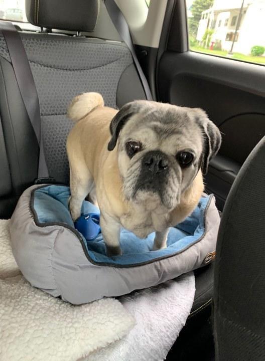 Enlarge Hank, a Adopted Pug in Eagle, ID image 6/6