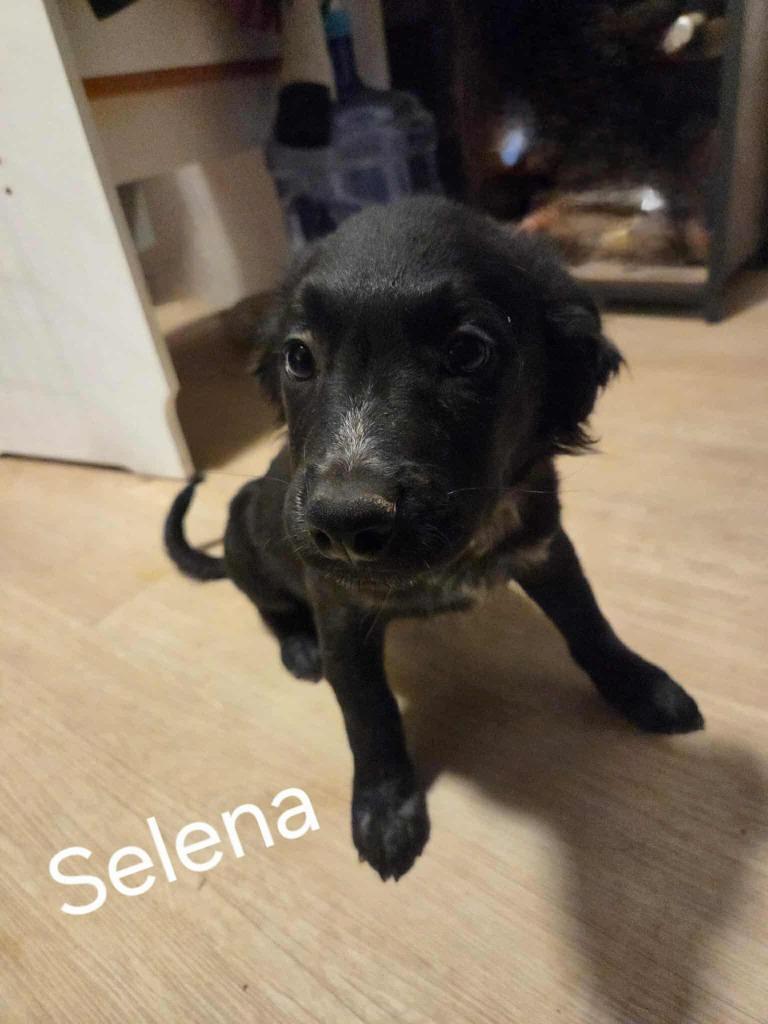 Enlarge Selena, a Adoptable mixed breed in Mesa, AZ image 1/5
