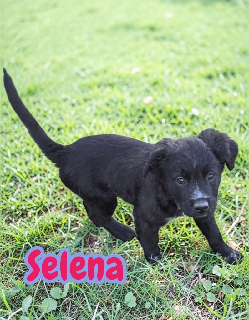 Selena, Adoptable, Puppy Female Chow Chow & Australian Cattle Dog / Blue Heeler.