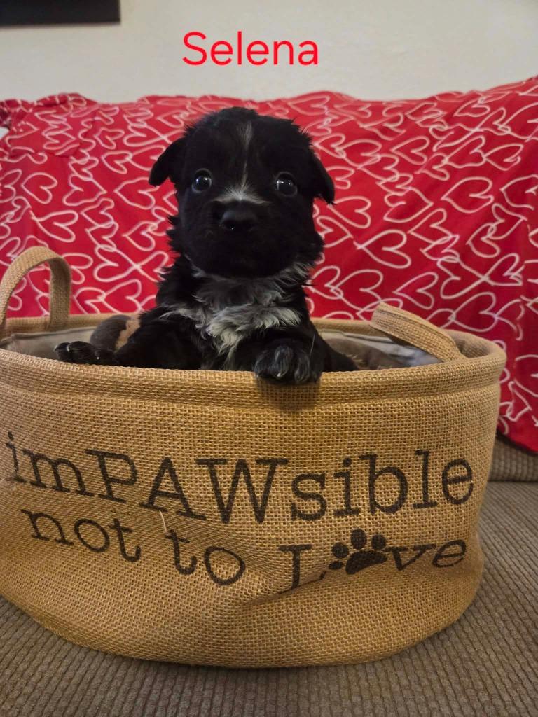 Selena, Adoptable, Puppy Female Black Labrador Retriever & Border Collie.