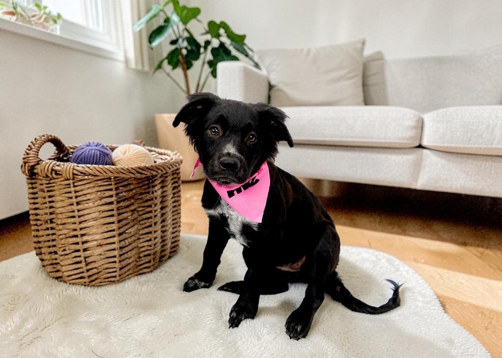 Enlarge Selena, a Adoptable mixed breed in Mesa, AZ image 5/5