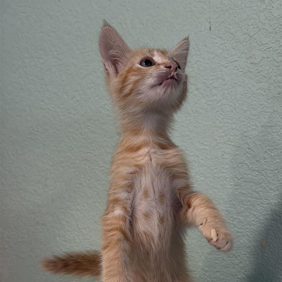 Tod, a Adoptable Domestic Short Hair in Elverta, CA image 2/2